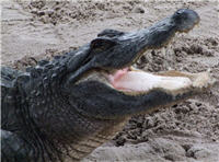 Ein Alligator in den Everglades von Miami